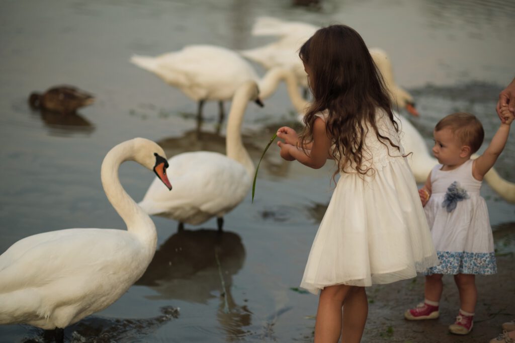Interaction between child and swan, a single grass strand bridges human and bird. Ideal for